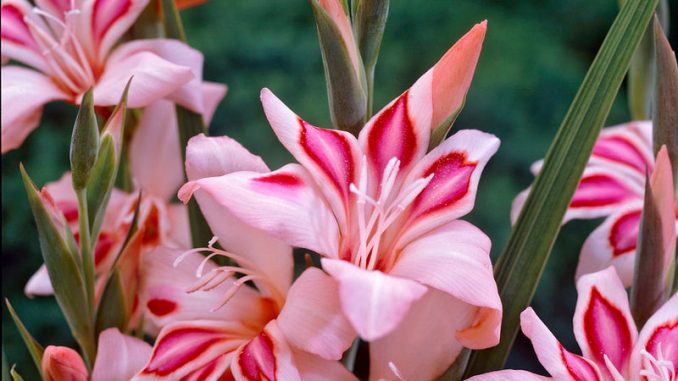 Floral Warriors: Exploring the Courageous Meaning of Gladiolus