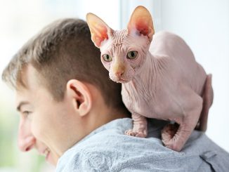 Ancient Whiskers The Timeless Appeal of Egyptian Sphynx Cats